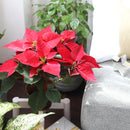 buy Poinsettia 'Red' (Christmas Plant) live plant 6" pot online, deep red bracts, healthy green leaves, upright habit, elegant holiday display, joyous gift, festive home