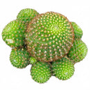Rebutia Perplexa Pink Crown Cactus