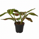 buy maranta red prayer plant live houseplant 6" cow pot online, lush tropical foliage with bold red fishbone veins and velvety dark green leaf surfaces, wide clumping spreading grower, nyctinastic prayer movement at nightfall, sustainable biodegradable pot, a unique boho decor piece and unforgettable gift for plant lovers