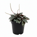 4" pot peperomia 'san marino' live houseplant for sale, fleshy succulent-like textured leaves, gray-green with contrasting dark veins, slow-growing terrarium-ready cultivar, non-toxic and beginner friendly, charming natural accent for desks and small spaces, perfect starter plant gift