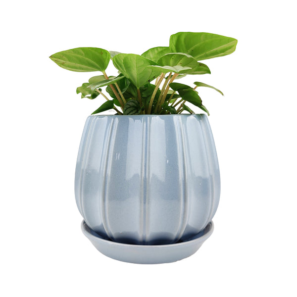light blue planter pot 6 inch Blue Glazed Ceramic Contour Planter - Houseplant Pot for Sale