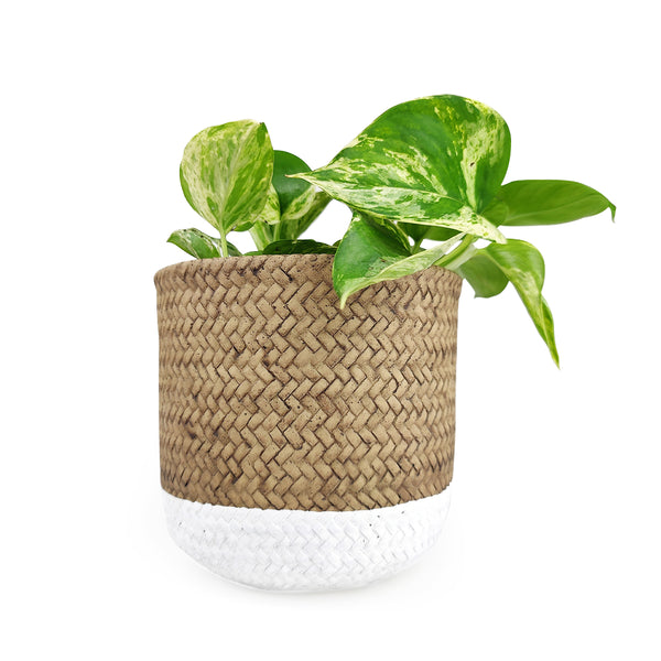 6 inch Reed Grey Round Cement Planter - Plant Pot with Drainage Hole by Succulents Box