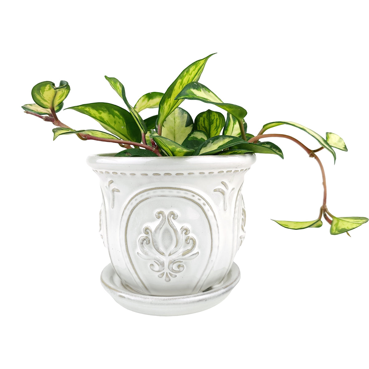 ceramic planter, classic pattern planter, white ceramic planter, 6 inch ceramic planter, classic ornate ceramic planter, houseplant pot