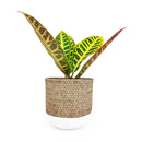 6 inch planter, round planter for sale, cement planter, cement plant pot, basket design planter, 6 inch pot for indoor houseplant, hand-crafted planter, basket design planter