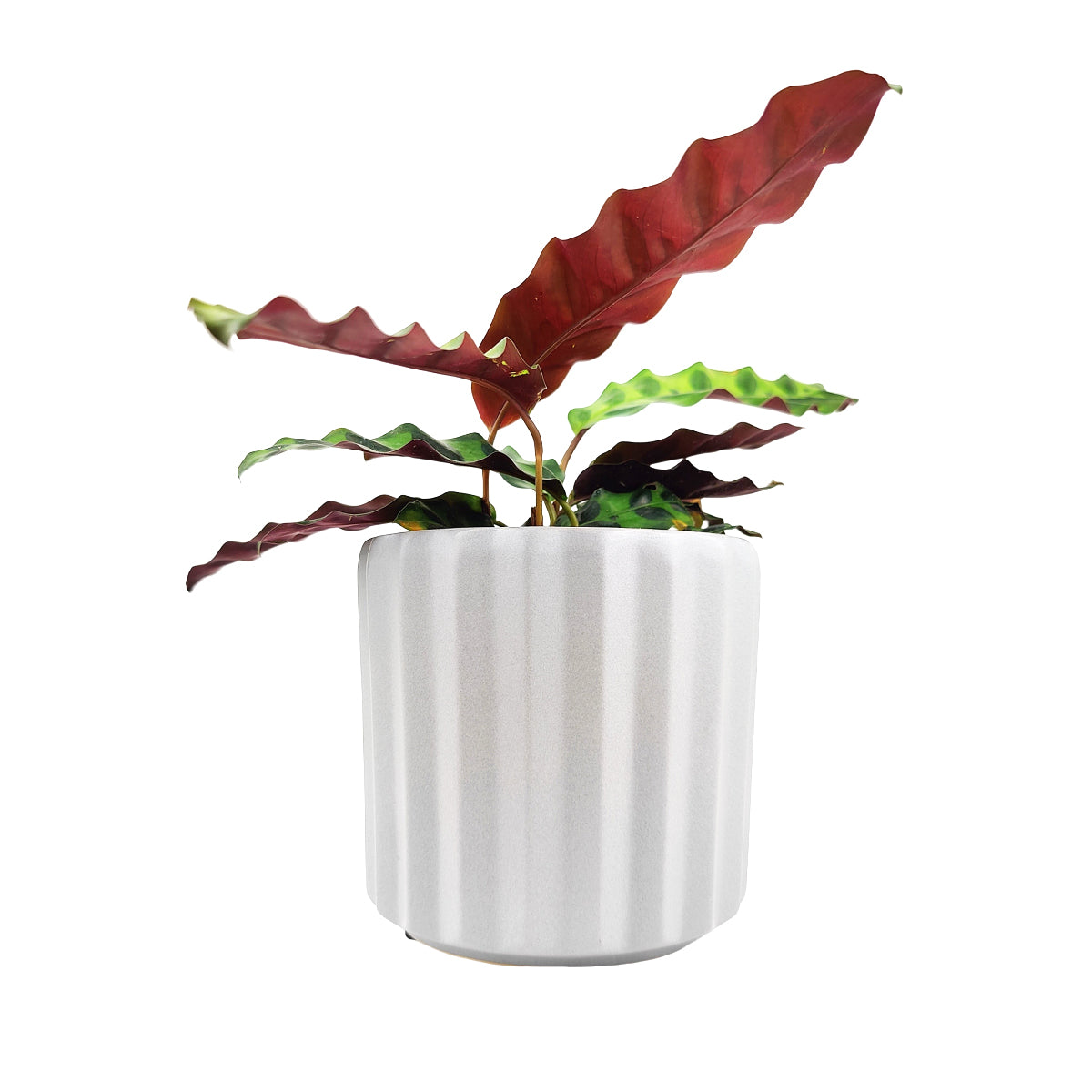 5 inch Glazed Ceramic Planter with Drainage Hole for Succulent and Houseplant, 5" White Vertical Stripes Ceramic Cylinder Houseplant Pot, Decorative Ceramic Flower Pot 5 inch Size, 5" Glazed White Vertical Ribbed Ceramic Succulent Flower Pot Planter, 5" Vertical Ridge Pattern Round Ceramic Flower Pot for Home Office Decor