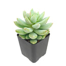Sedeveria 'Lilac Mist'