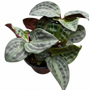 4 inch Geogenanthus Seersucker, 4 inch unique houseplants, easy to care plants, houseplants for sale