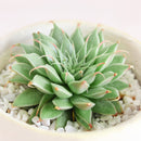 Graptoveria Silver Star