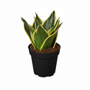 buy snake plant black gold sansevieria live houseplant 6" pot online, large established plant featuring tall stiff upright sword leaves with rich dark green centers and golden margins, clumping form that remains narrow and tidy over years, ideal for hallways offices and bedrooms needing a sculptural focal point, thrives in low light and dry indoor conditions, a classic heirloom-quality houseplant gift that grows for decades