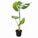 buy monstera 'thai constellation' live houseplant 2" pot online, rare starter tropical aroid with constellation-patterned cream and green variegation on smooth young leaves, slow-growing upright climber from thai tissue culture origins, thrives with humidity support and bright filtered light, a one-of-a-kind celestial gift for plant parents of all levels