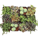 Trailing & Strings Succulent Pack for sale, Rare Succulents, String of Dolphins, String of Bananas, Vertical Garden Plants, Indoor Hanging Vines, 2 inch Potted Plants, hanging string succulents for bright indoor spaces