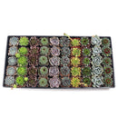 Echeveria and sempervivum mix, 2 inch succulent rosettes, bulk succulents for events, mini rosette plants, bridal shower succulent favors, colorful succulent assortment