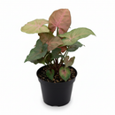 buy syngonium merry live houseplant 3" pot online, heart-shaped leaves with vivid color contrast of green and pink, soft lush leaf texture with tropical warmth, vining arrowhead plant suitable for moss pole or basket, beginner-friendly low-maintenance houseplant, charming colorful gift for home or office