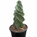 buy cereus forbesii 'spiralis' cactus live cactus 4" pot online, spiraling ribbed stem in vivid blue-green, corkscrew twist visible from base to tip, sharp radiating spines, easy care and non-toxic to pets, sculptural desert-style home decor accent, unforgettable gift for succulent and cactus lovers