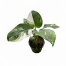 8" pot philodendron 'white princess' live houseplant for sale, large lush specimen with dramatic pure white and forest green variegated leaves, upright self-heading philodendron erubescens cultivar, rare sought-after collector aroid, glossy leaf texture with unique pattern on every leaf, impressive indoor tropical statement plant, ultimate rare plant gift for enthusiasts