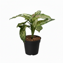 buy chinese evergreen 'wishes' live houseplant 4" pot online, lush oval leaves brushed with hot pink splashes and green edges, thick glossy leaf surface, slow-growing compact form, easy care and beginner friendly, eye-catching colorful accent for home office spaces, a cherished gift symbolizing good fortune