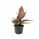 buy chinese evergreen 'wishes' live houseplant 4" pot online, lush oval leaves brushed with hot pink splashes and green edges, thick glossy leaf surface, slow-growing compact form, easy care and beginner friendly, eye-catching colorful accent for home office spaces, a cherished gift symbolizing good fortune