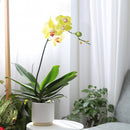 orchid plants, orchid pot, orchid, orchid flowers, orchid pots with holes, live orchid plants, phalaenopsis orchid, yellow orchid flowers, orchid flowers, Moth Orchid Plants