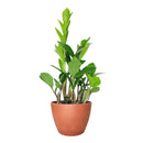 buy ZZ Plant live houseplant 8" pot online, magnificent full specimen with deep emerald glossy pinnate leaves in white cylinder pot, slow growing nearly indestructible perennial, air purifying with toxin filtering benefits, grand floor display plant for modern and contemporary interiors, stunning premium gift