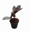 buy zz zamioculcas 'black queen' live plant nursery pot online, deep blackish-purple glossy leaflets, structural upright to arching growth form, air purifying low light tolerant tropical perennial, easy care for beginners and travelers, a sleek architectural accent for contemporary and moody interiors, a thoughtful and lasting gift for any plant lover