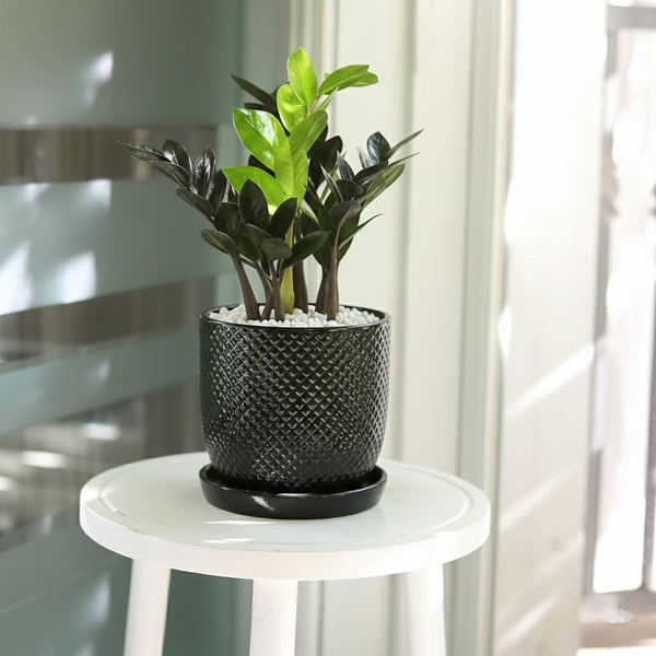 black zz plant uk ZZ Zamioculcas Black Queen