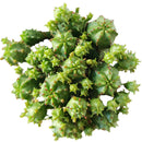 Euphorbia Monstrose Cactus - Euphorbia submammillaris