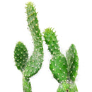 Hairy Roger Cactus