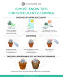 How to use gardening tool kit for growing succulent plants