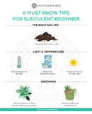 How to use gardening tool kit for growing succulent plants