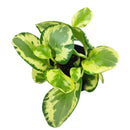 4" pot peperomia golden gate live houseplant for sale, striking two-toned green and yellow glossy foliage, bushy upright form stays tidy without frequent pruning, stores water in thick fleshy leaves for drought tolerance, non-toxic and air purifying, a stylish and easy care gift for any indoor plant enthusiast