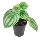 4" peperomia watermelon live houseplant for sale in nursery pot, classic grower presentation of compact bushy watermelon-striped rosette, glossy fleshy leaves in green and silver, upright non-trailing form on reddish stems, easy care low-maintenance tropical foliage, a cheerful and versatile decor plant for any bright indoor spot, a perfect starter gift for new plant parents