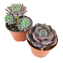 Succulent Plant Gift Ideas For Valentine's Day, Best Valentine Gifts 2024, Unique DIY Valentine's Day Gifts For That Special Someone, Rosette shaped succulent assorted pack, Succulent assorted pack perfect for weddings, Purple and pink succulent pack for wedding plan