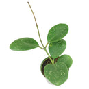 6" pot hoya obovata splash live houseplant for sale, thick waxy oval leaves with distinctive silver splash markings unique to each plant, long trailing vines with tight leaf spacing for a lush full look, beginner-friendly semi-succulent with minimal watering needs, stunning bohemian hanging basket plant, ideal indoor gift for plant enthusiasts