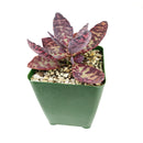Kalanchoe Humilis "Desert Surprise"