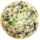 Pincushion Cactus Succulent