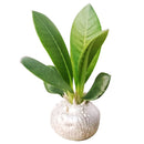buy pachypodium brevicaule live succulent 2 inch plastic pot online, sculptural rock-like caudex with silvery grey texture, small leathery deciduous leaves on branch tips, wide-spreading flat growth habit, sun-loving and drought tolerant, a bold architectural accent for bright indoor spaces, an unforgettable gift for the serious plant collector
