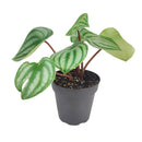 4" peperomia watermelon live houseplant for sale in nursery pot, classic grower presentation of compact bushy watermelon-striped rosette, glossy fleshy leaves in green and silver, upright non-trailing form on reddish stems, easy care low-maintenance tropical foliage, a cheerful and versatile decor plant for any bright indoor spot, a perfect starter gift for new plant parents