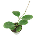 6" pot hoya obovata splash live houseplant for sale, thick waxy oval leaves with distinctive silver splash markings unique to each plant, long trailing vines with tight leaf spacing for a lush full look, beginner-friendly semi-succulent with minimal watering needs, stunning bohemian hanging basket plant, ideal indoor gift for plant enthusiasts