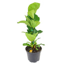 buy 10 inch Ficus Lyrata 'Fiddle Leaf Fig' online, ornamental tree for modern interiors, easy care tropical houseplant, popular designer houseplant, elegant broad leaf indoor plant, decorative office floor plant