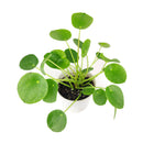 buy Pilea Peperomioides 'Chinese Money' live houseplant 6" black eco pot online, full canopy of round waxy deep green leaves on woody upright stem, sculptural architectural profile, easy-care propagates freely, pet-friendly non-toxic safe for all households, contemporary indoor plant decor centerpiece, a cherished prosperity and good luck gift