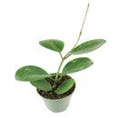 6" pot hoya obovata splash live houseplant for sale, thick waxy oval leaves with distinctive silver splash markings unique to each plant, long trailing vines with tight leaf spacing for a lush full look, beginner-friendly semi-succulent with minimal watering needs, stunning bohemian hanging basket plant, ideal indoor gift for plant enthusiasts