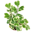 rare houseplant, Variegated Ficus Triangularis, Ficus Houseplant, how to care for ficus variegated, easy to care indoor plant