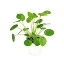 buy Pilea Peperomioides 'Chinese Money' live houseplant 6" black eco pot online, full canopy of round waxy deep green leaves on woody upright stem, sculptural architectural profile, easy-care propagates freely, pet-friendly non-toxic safe for all households, contemporary indoor plant decor centerpiece, a cherished prosperity and good luck gift