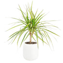 buy dracaena marginata 'sunshine' - dracaena kiwi live houseplant 6" pot online, striking variegated foliage in vivid yellow and green tones on slender canes, architectural narrow upright tree habit, slow grower with air-purifying benefits, thrives in bright filtered indoor light with minimal watering, a bold and elegant floor plant for contemporary decor, an exceptional and enduring gift for any plant lover
