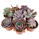 Succulent Plant Gift Ideas For Valentine's Day, Best Valentine Gifts 2024, Unique DIY Valentine's Day Gifts For That Special Someone, Rosette shaped succulent assorted pack, Succulent assorted pack perfect for weddings, Purple and pink succulent pack for wedding plan