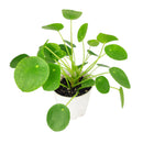 buy Pilea Peperomioides 'Chinese Money' live houseplant 6" black eco pot online, full canopy of round waxy deep green leaves on woody upright stem, sculptural architectural profile, easy-care propagates freely, pet-friendly non-toxic safe for all households, contemporary indoor plant decor centerpiece, a cherished prosperity and good luck gift