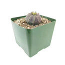 Euphorbia Obesa, types of succulents, Euphorbias, succulent definition, Euphorbia Obesa succulent, succulent care guide, Succulents shop near me, succulent care, succulents store in CA, succulents garden, succulent plant, monthly succulents, Ponytail Palm succulent in California, How to grow Euphorbia Obesa, How to grow Euphorbia succulent, Euphorbia Obesa Care