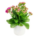 buy kalanchoe blossfeldiana 'calandiva purple' live succulent 4.5'' pot online, showcasing dense rose-shaped purple double blooms above thick evergreen succulent foliage, slow grower in grower pot, easy care minimal watering, long-lasting color for h
