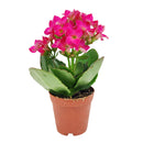 buy kalanchoe blossfeldiana 'calandiva purple' live succulent 4.5'' pot online, showcasing dense rose-shaped purple double blooms above thick evergreen succulent foliage, slow grower in grower pot, easy care minimal watering, long-lasting color for h