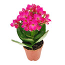 buy kalanchoe blossfeldiana 'calandiva purple' live succulent 4.5'' pot online, showcasing dense rose-shaped purple double blooms above thick evergreen succulent foliage, slow grower in grower pot, easy care minimal watering, long-lasting color for h
